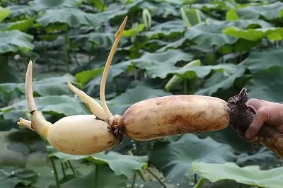 華逸府聯(lián)手湖北洪湖藕、江永芋頭，為您帶來健康原生態(tài)食材